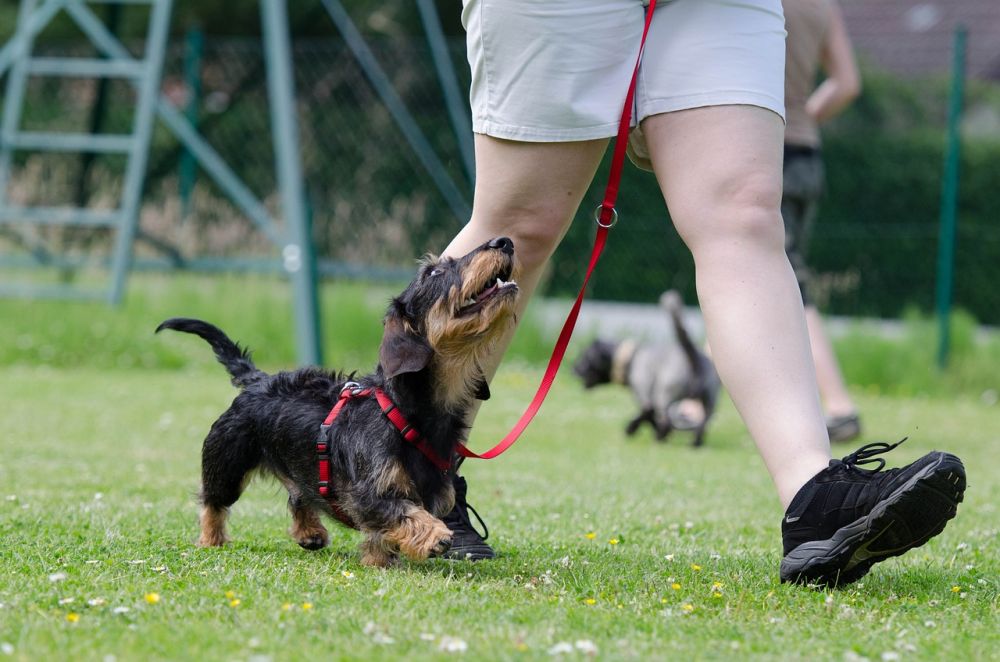 Komplet guide til hundetræning: Opnå et stærkt bånd til din hund