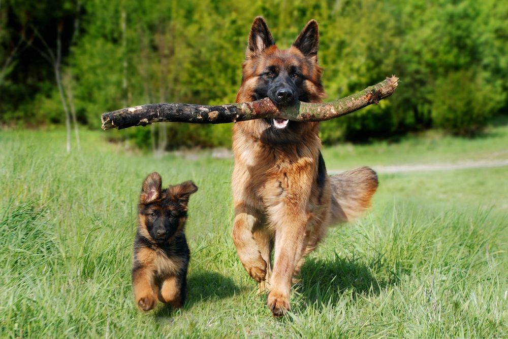 Effektiv hundetræning: en guide til forståelse og samarbejde